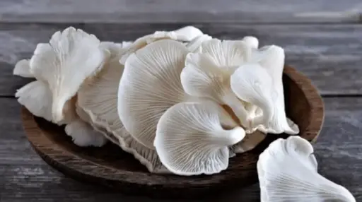 Oyster Mushrooms